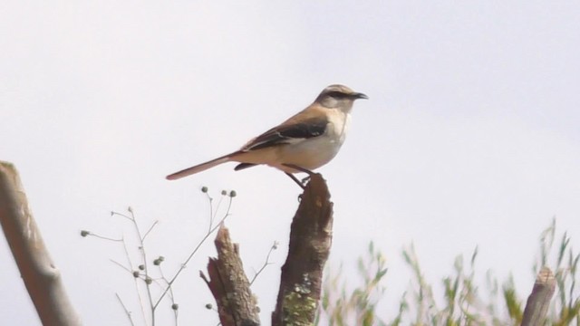 Brown-backed Mockingbird - ML201708821