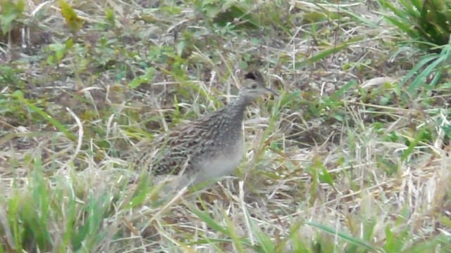 Brushland Tinamou - ML201708851