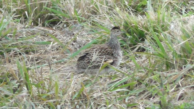 Brushland Tinamou - ML201708861