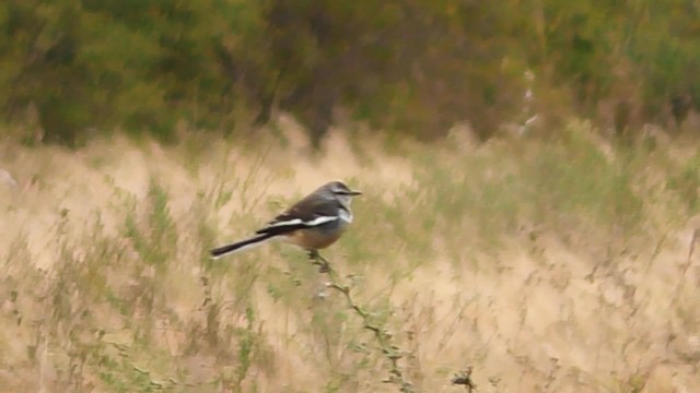 White-banded Mockingbird - ML201708871