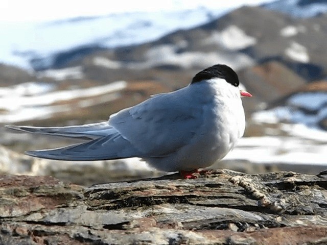 Antarctic Tern (South Georgia) - ML201708891