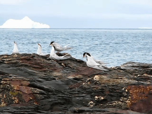 Antarctic Tern (South Georgia) - ML201708901