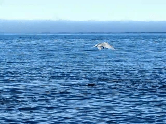 Antarctic Tern (South Georgia) - ML201708921