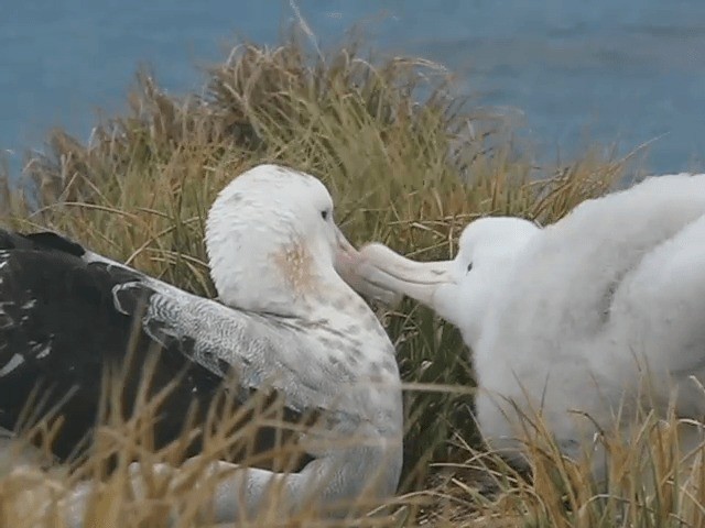 Snowy Albatross - ML201708951