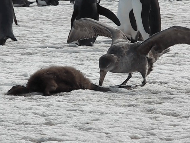 Northern Giant-Petrel - ML201708961