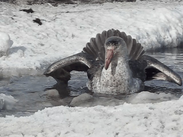Northern Giant-Petrel - ML201708971