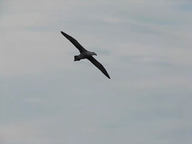 Northern Giant-Petrel - ML201708991