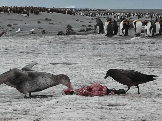 Northern Giant-Petrel - ML201709001