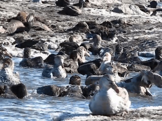Northern Giant-Petrel - ML201709021