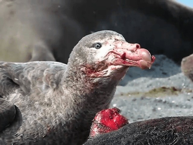 Northern Giant-Petrel - ML201709031