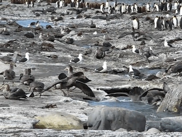 Northern Giant-Petrel - ML201709041