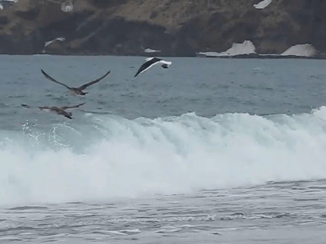 Northern Giant-Petrel - ML201709051