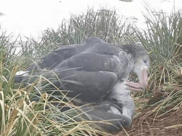 Northern Giant-Petrel - ML201709071