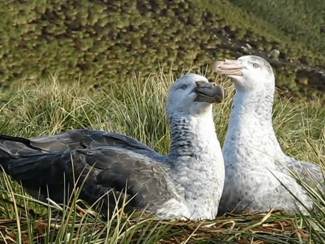 Northern Giant-Petrel - ML201709081