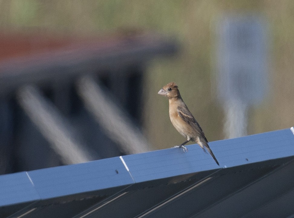 Blue Grosbeak - Marshall Iliff