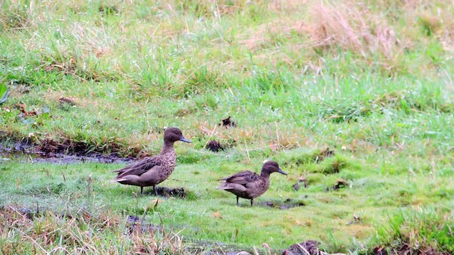 Andean Teal (Andean) - ML201709231