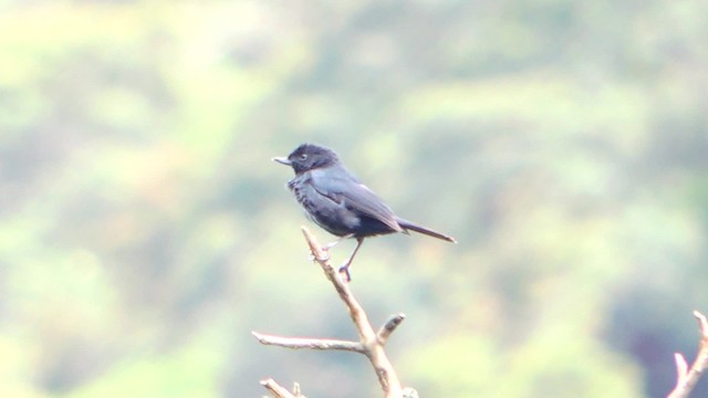 Black Flowerpiercer - ML201709241