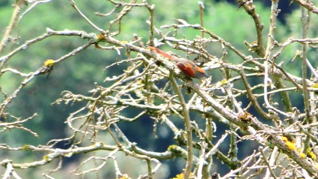 Azara's Spinetail - ML201709291