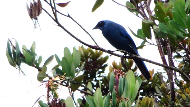 Turquoise Jay - ML201709301