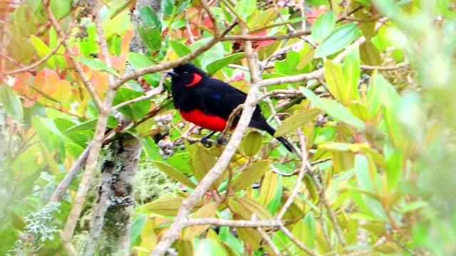 Tangara Ventriescarlata (grupo lunulatus) - ML201709311