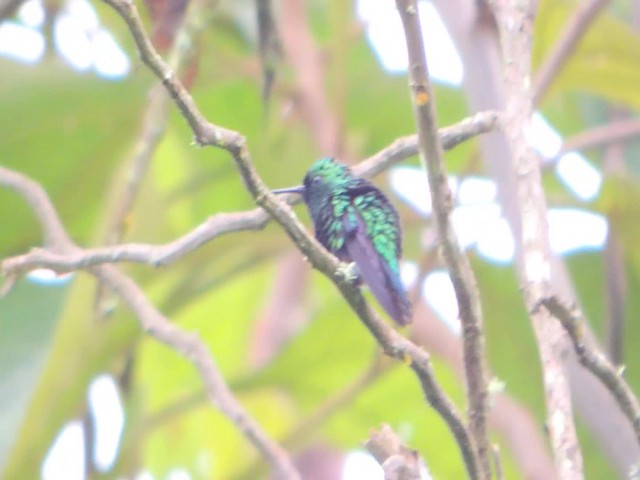 kolibřík blýskavý - ML201709381