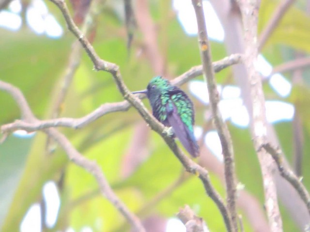 Western Emerald - ML201709381