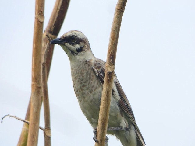 Long-tailed Mockingbird - ML201709401