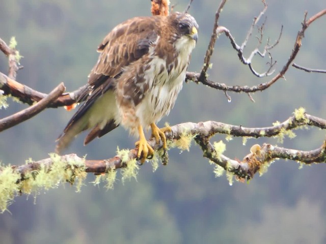 White-throated Hawk - ML201709431