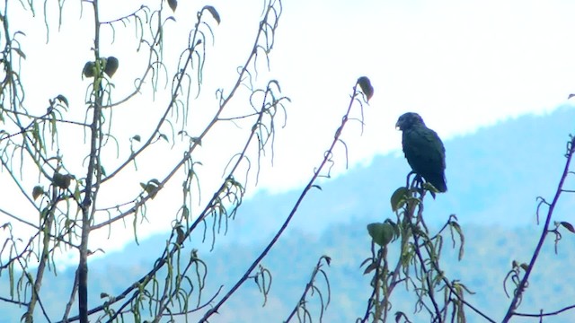 Speckle-faced Parrot (White-capped) - ML201709521