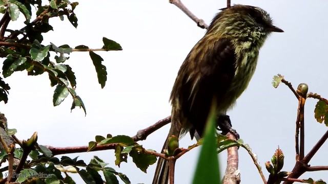 Agile Tit-Tyrant - ML201709561