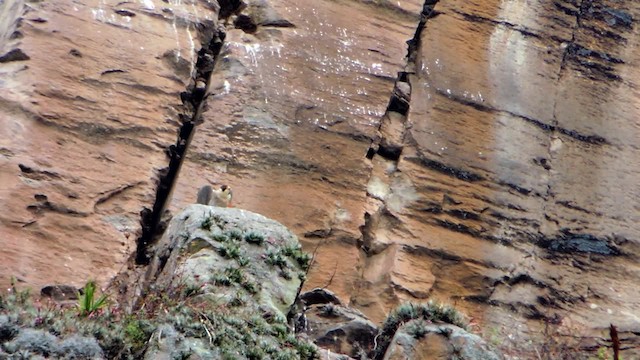 Peregrine Falcon (South American) - ML201709571