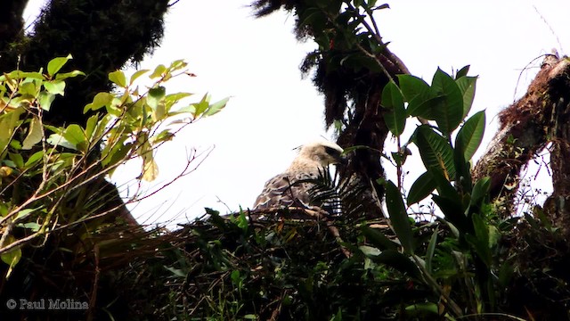 Águila Poma - ML201709721