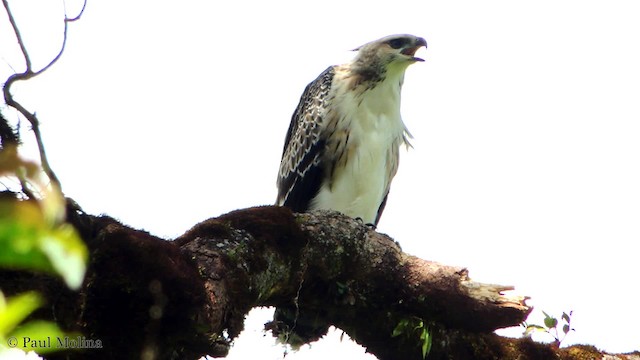 Black-and-chestnut Eagle - ML201709731