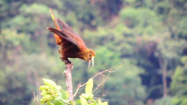 Russet-backed Oropendola (Russet-backed) - ML201709751