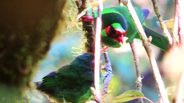 Grass-green Tanager - ML201709761