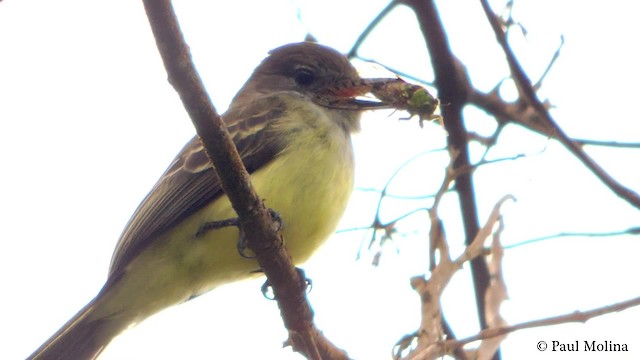 Pale-edged Flycatcher - ML201709771