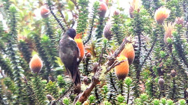Colibri du Chimborazo - ML201709821