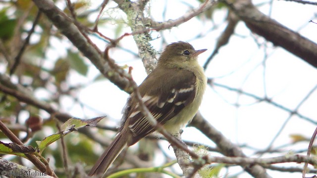 Sierran Elaenia - ML201709831