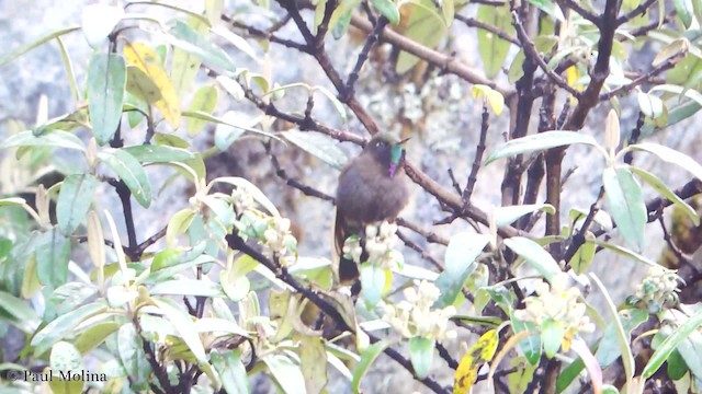 kolibřík modropláštíkový - ML201709871