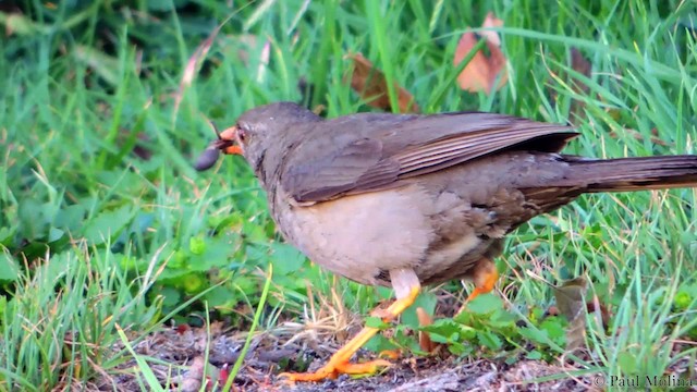 Chiguanco Thrush (chiguanco/conradi) - ML201709881