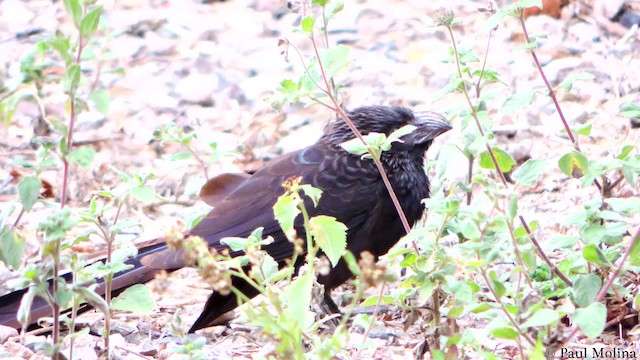 Groove-billed Ani - ML201709951