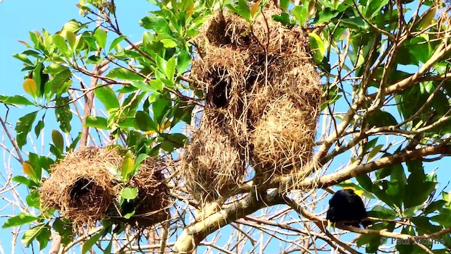 Yellow-rumped Cacique (Amazonian) - ML201710031