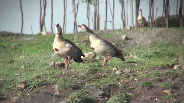 Egyptian Goose - ML201710051