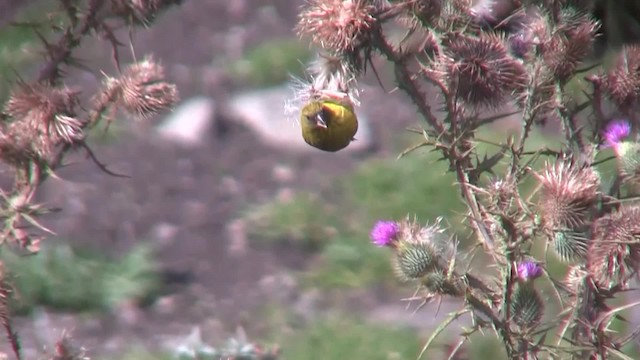 African Citril - ML201710061