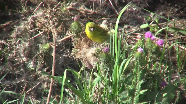 African Citril - ML201710071