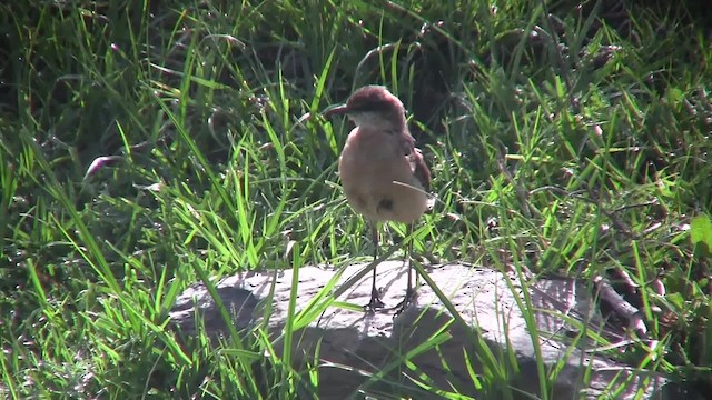 Traquet à poitrine rousse - ML201710081