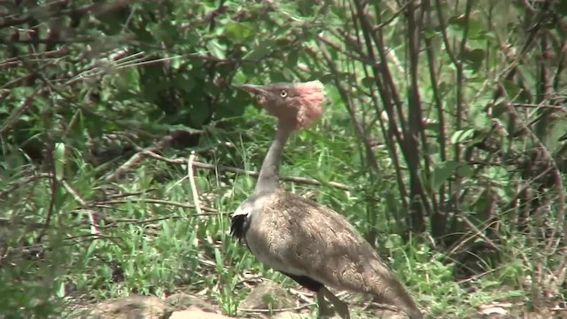 キタカンムリショウノガン - ML201710121