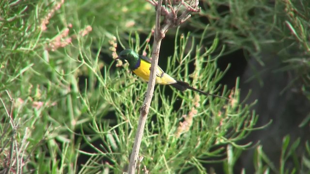 Nile Valley Sunbird - ML201710131