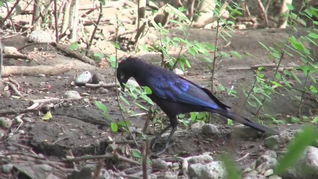 Rüppell's Starling - ML201710141