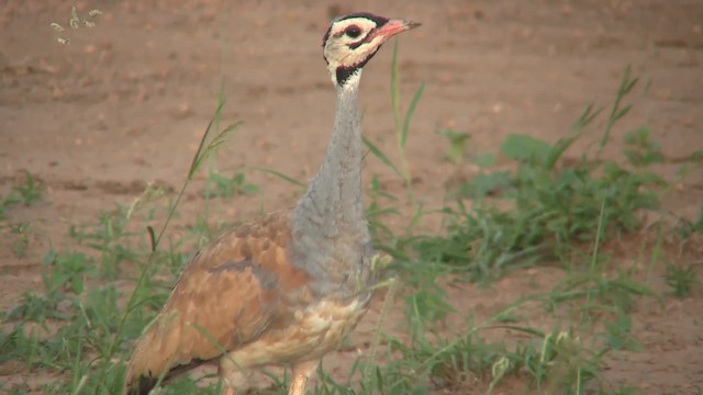 White-bellied Bustard (White-bellied) - ML201710181